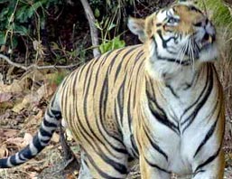 Royal Bengal Tiger Safari