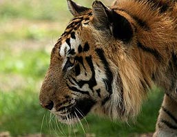 Royal Bengal Tiger Safari