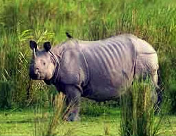 Kaziranga - Rhino Land Tour